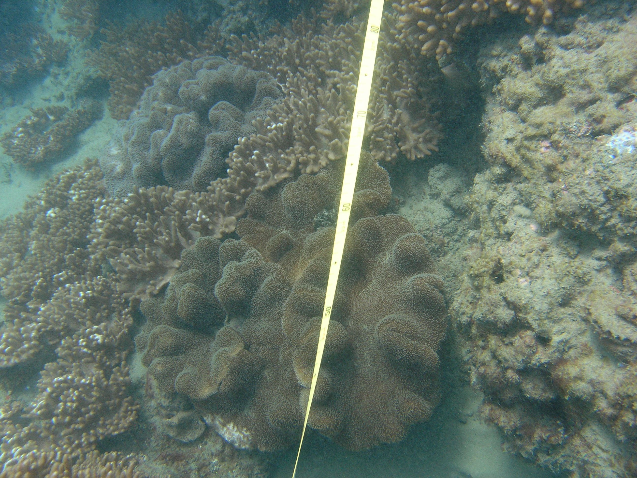 Coral at Hoffmans Rocks. Photo by Tom Davis