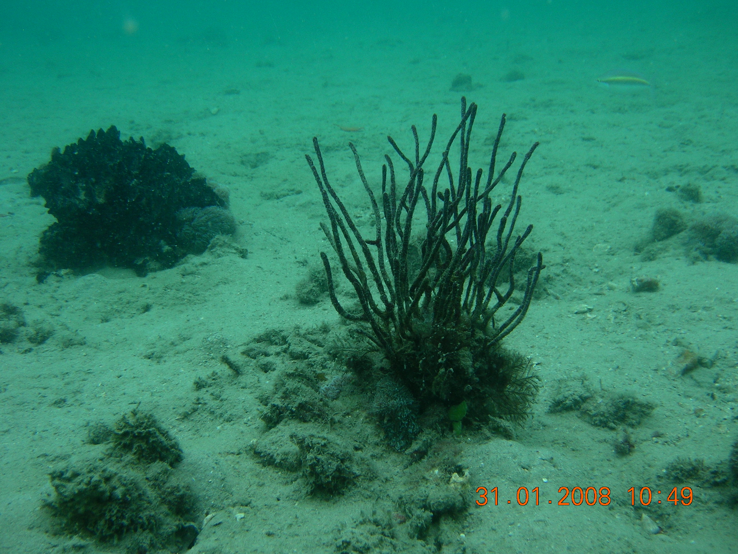 Reefal gardens near Little Woody Island. Photo by Kirsten Wortel, Queensland Government