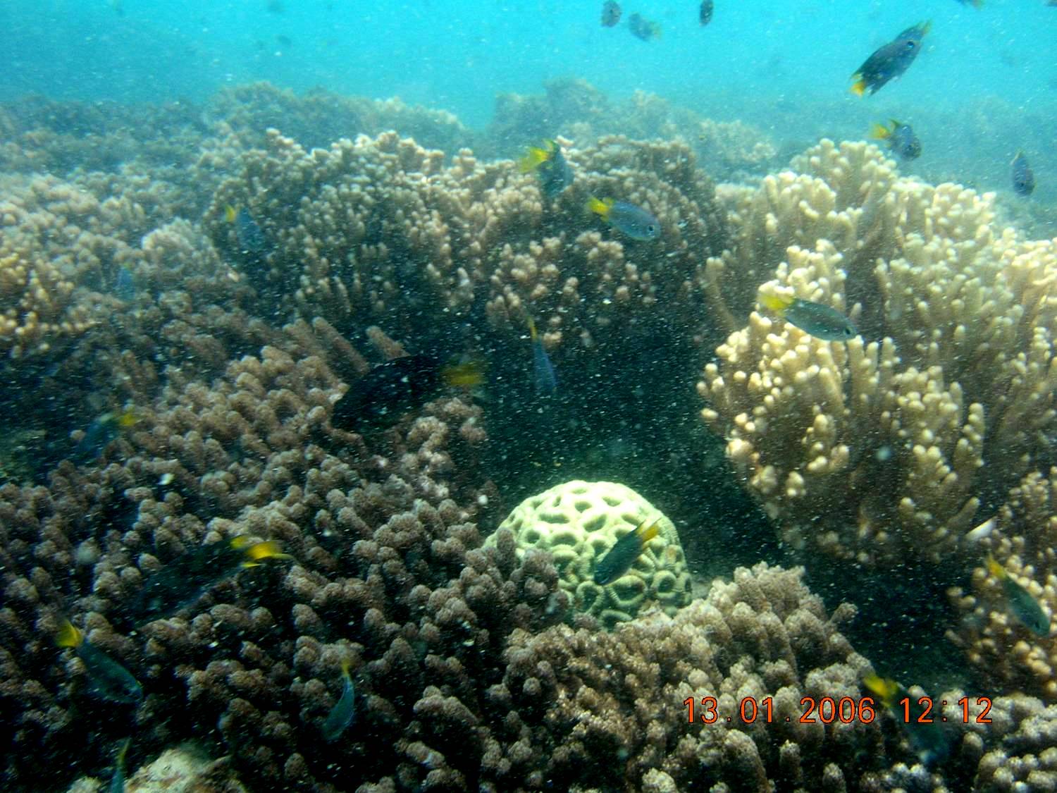 Off the coast of Round Island, Great Sandy Strait. Photo by Kirsten Wortel, Queensland Government