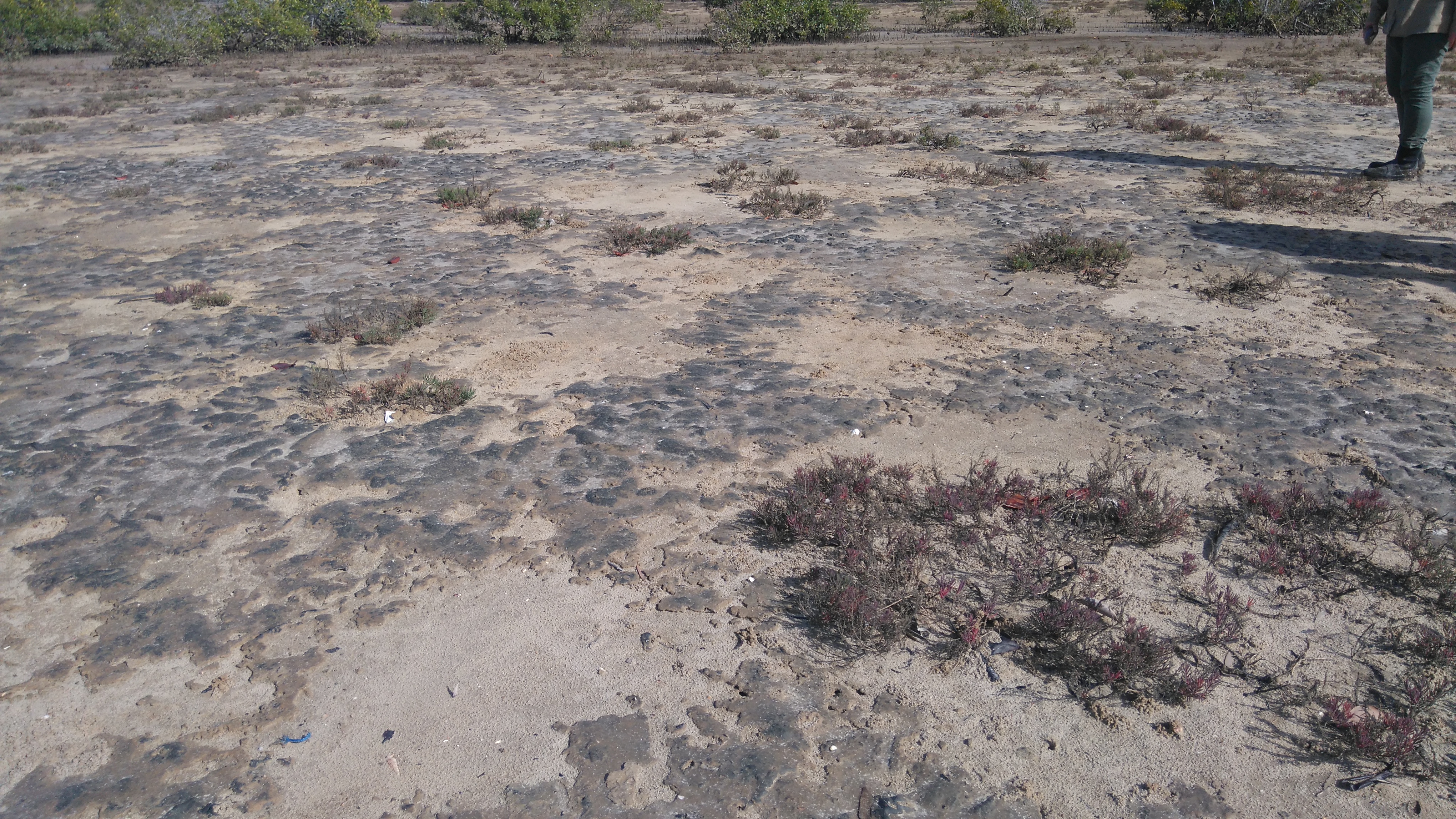 Claypan, Photo by Maria Zann