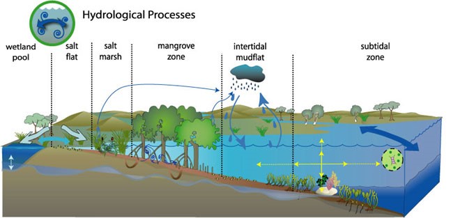 OzCoasts Conceptual Model - Hyrdological Processes. Image by OzCoasts, 2013