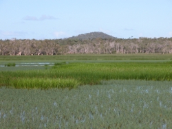Torilla Plain, eleocharis, couch marsh Photo by R. Jaensch, Wetlands International