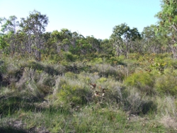 Deepwater National Park Photo by Jonathan Burcher