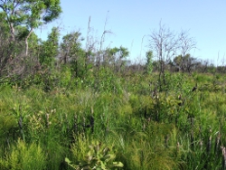 Deepwater National Park Photo by Jonathan Burcher