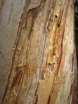 Melaleauca spp. Photo by Lana Heydon