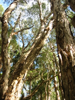Melaleuca Swamp Photo by Lana Heydon