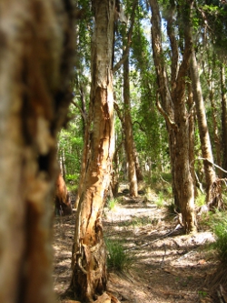 Stradbroke Island Photo by Lana Heydon