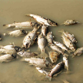 Water temperature changes can impact  fish communities Photo by Queensland Government