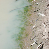 Littoral benthic algae Photo by Water Planning Ecology Group, DSITIA