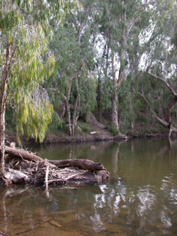 Large woody debris in Funnel Creek Photo by Water Planning Ecology Group, DSITIA