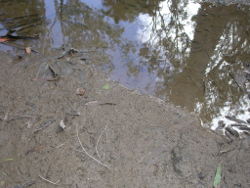 Silt clay and sand dominate the edge habitat Palm Tree Creek Photo by Water Planning Ecology Group, DSITIA