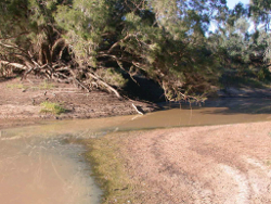 Algae in the littoral zone at Murken Waterhole Windorah Photo by Water Planning Ecology Group, DSITIA