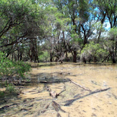 Leaf litter, Photo by Water Planning Ecology Group, DSITIA
