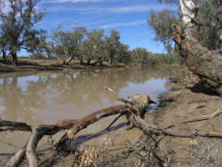 Large woody debris in the Moonie River Fenton Photo by Water Planning Ecology Group, DSITIA