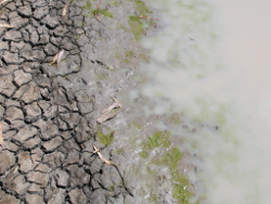 Silt and clay in the edge habitat at Wolonga Lagoon Wolonga Photo by Water Planning Ecology Group, DSITIA