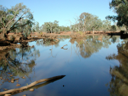 Snags and large woody debris in the Paroo River Yarranvale Photo by Water Planning Ecology Group, DSITIA