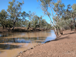 The wide sparse riparian zone of the Moonie River Appletree Photo by Water Planning Ecology Group, DSITIA