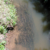 Submerged species Photo by Water Planning Ecology Group, DSITIA