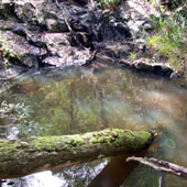 Pie Creek, Photo by Water Planning Ecology Group, DSITIA