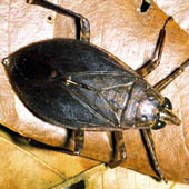 Belastomatidae, Photo by Water Planning Ecology Group, DSITIA