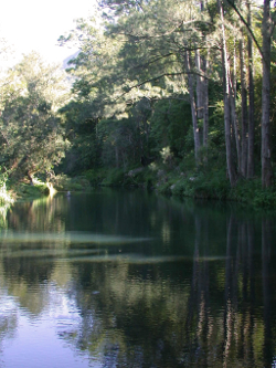 Riparian vegetation creates substantial shade at Nerang River Bochow Park Photo by Water Planning Ecology Group, DSITIA