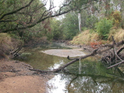 Low flows in the Stuart River near Proston Photo by Water Planning Ecology Group, DSITIA