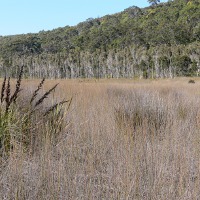 Amity Swamp, Stradbroke Island, Photo by Water Planning Ecology Group, DSITIA