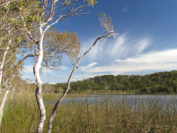 Brown Lake North Stradbroke Island Photo by Water Planning Ecology Group, DSITIA