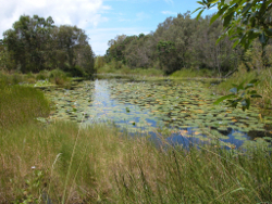 Characteristic wallum riparian vegetation Palm Lagoon at Eighteen Mile Swamp North Stradbroke Island Photo by Water Planning Ecology Group, DSITIA