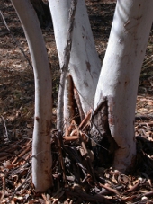 Riparian vegetation, Photo by Water Planning Ecology Group, DSITIA