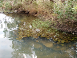 Macrophytes such as myriophyllum are common in the Wet Tropics freshwater biogeographic province Photo by Water Planning Ecology Group, DSITIA