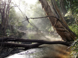 The Wet Tropics Freshwater Biogeographic Province experiences high rainfall Photo by Water Planning Ecology Group, DSITIA