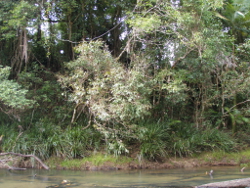 Typical riparian vegetation in the Wet Tropics Freshwater Biogeographic Province Photo by Water Planning Ecology Group, DSITIA
