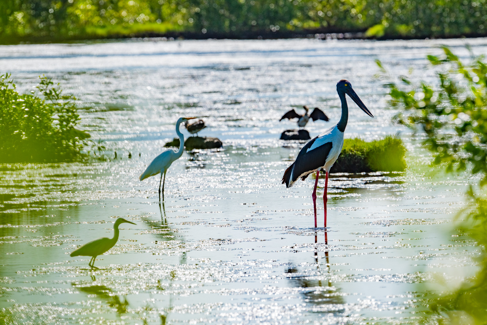 Black-necked stork (<i>Ephippiorhynchus asiaticus</i>) and other waterbirds, McEwens Beach Photo by Gary Cranitch © Queensland Museum