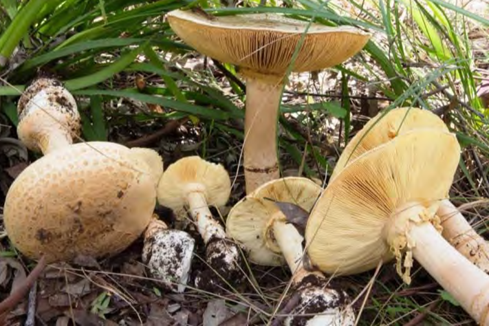 Several fruiting body specimens, Photo by Queensland Herbarium
