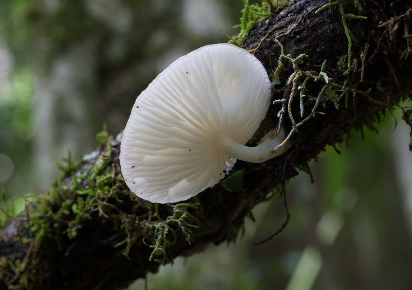 Sporocarp growing on tree branch, Photo by Queensland Herbarium