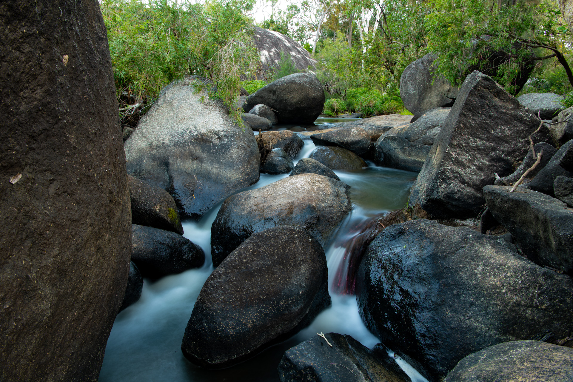 Granite Gorge Nature Park, Arriga. Photo by Gary Cranitch © Queensland Museum