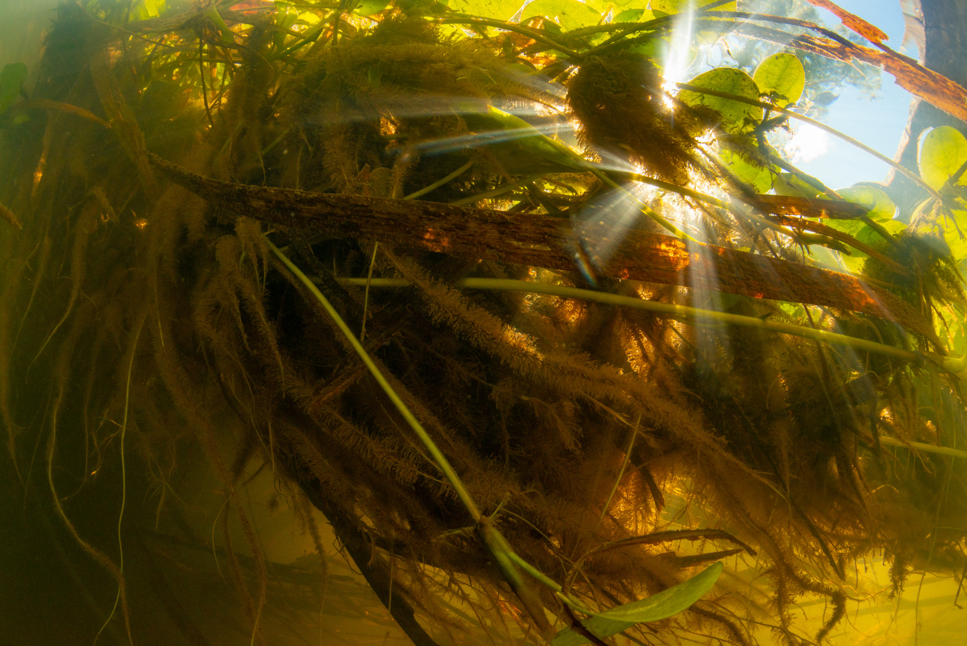 Light is a key driver of productivity. Photo by Gary Cranitch © Queensland Museum