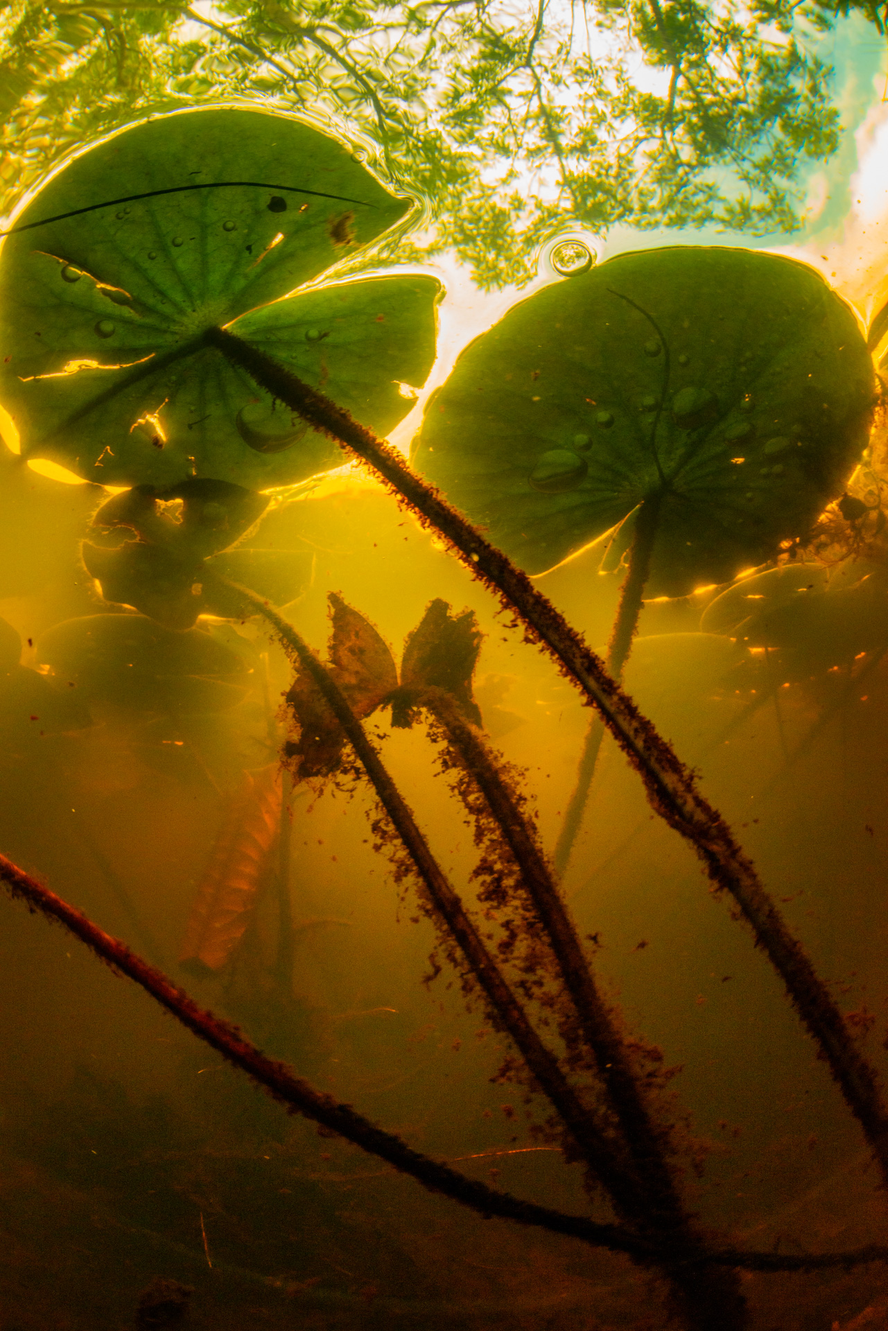 Mapleton Lagoon. Photo by Gary Cranitch © Queensland Museum