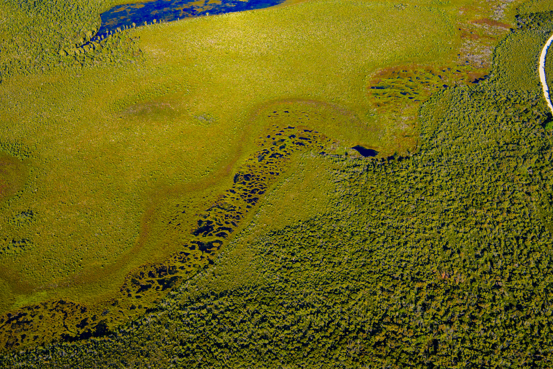 Patterned fens on Mulgumpin (Moreton Island). Photo by Gary Cranitch © Queensland Museum