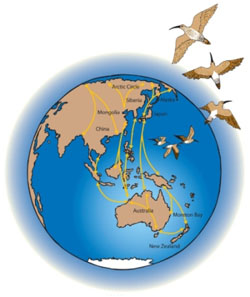 The East Asian—Australasian Flyway, Image by DETSI