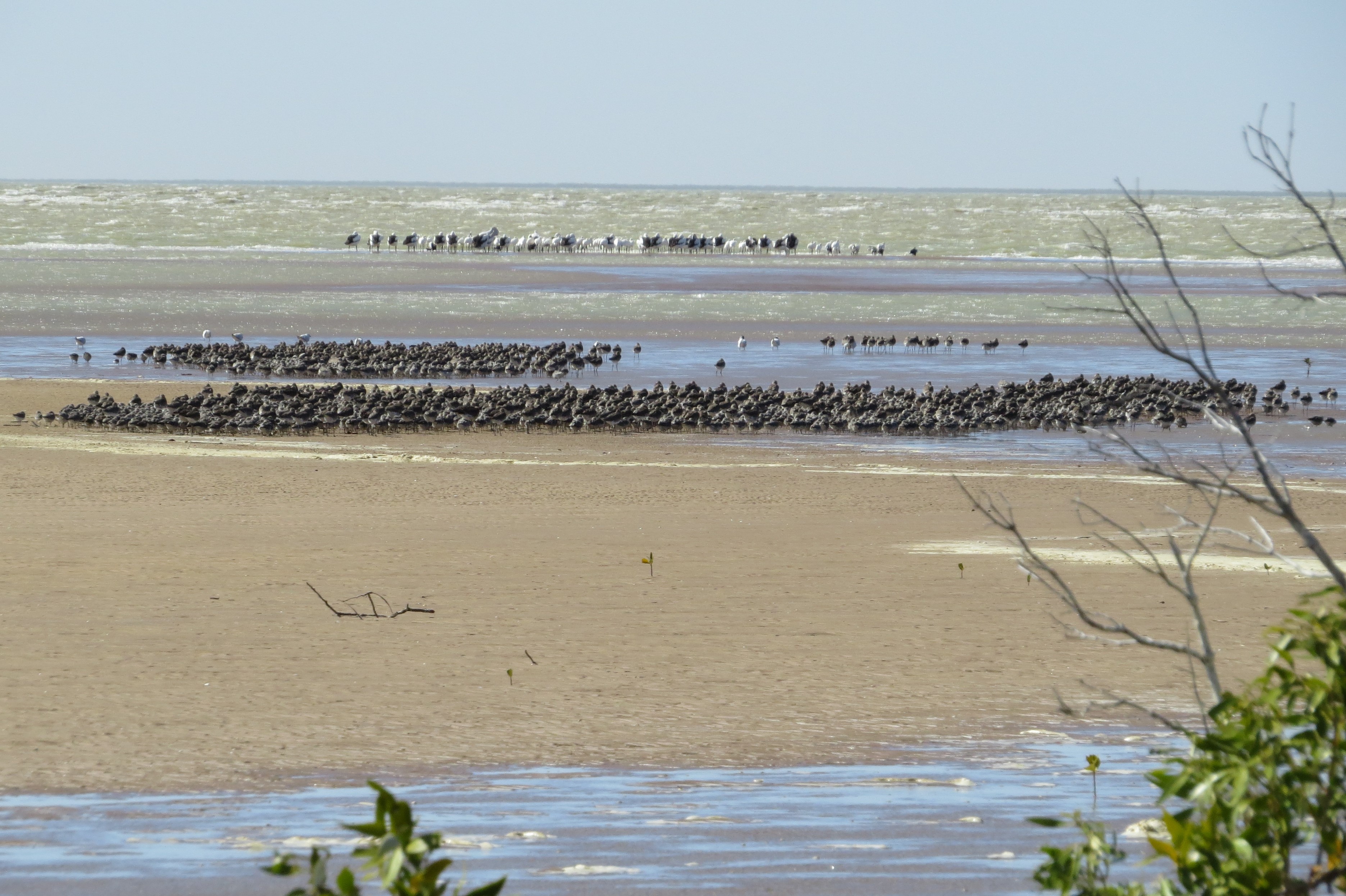 Dense roosting flock Photo by Roger Jaensch and Carpentaria Land Council Aboriginal Corporation