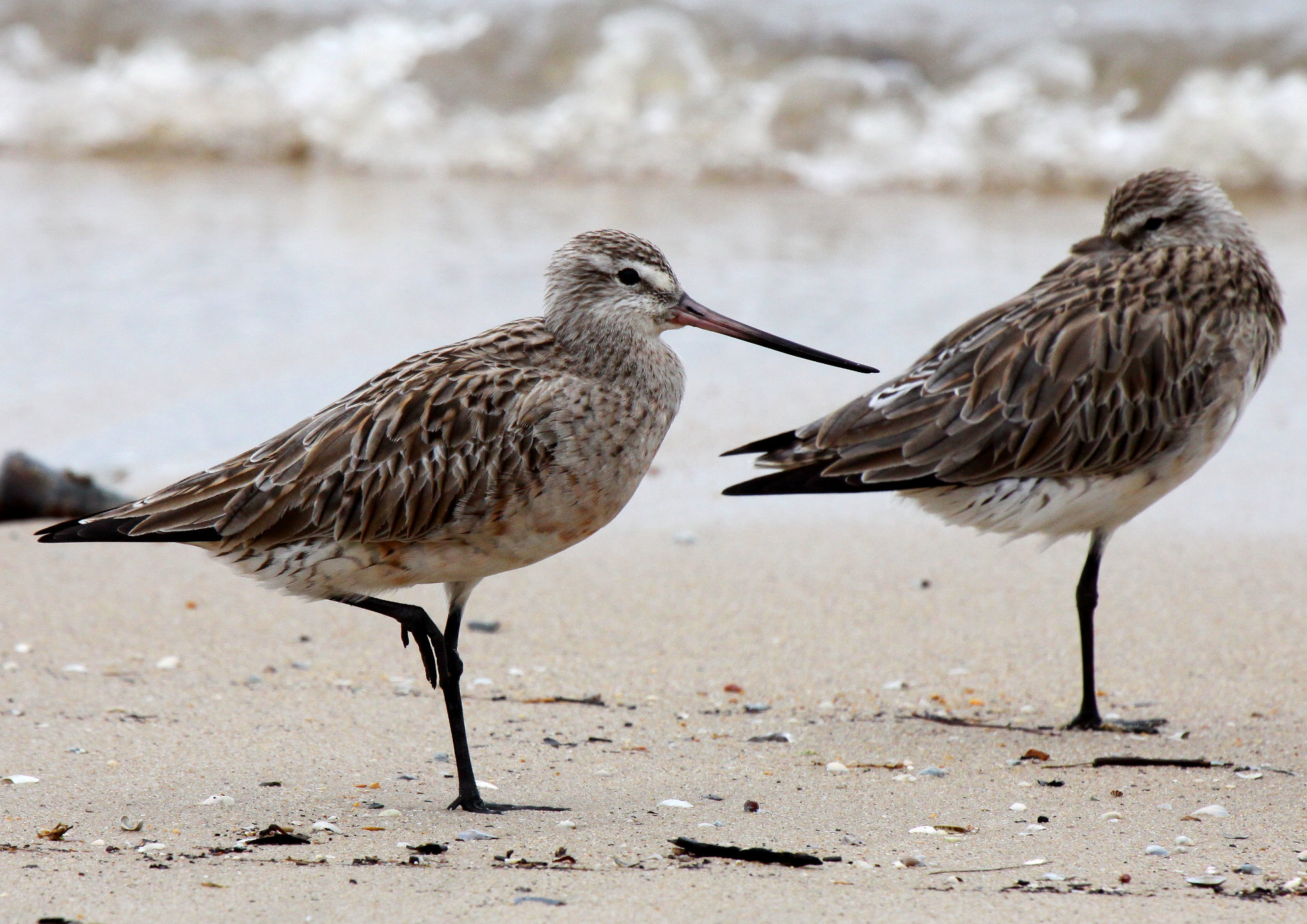 Bar tailed gotwit Photo by Mischa V. Jackson