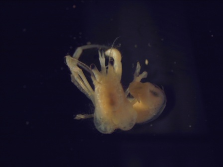 Diogenes pallescens Photo by David McFarland