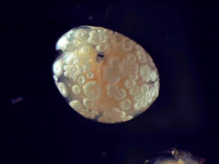 Ostracoda Photo by David McFarland