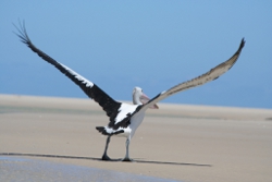 Pelican, Stradbroke Island, Photo by Andrea Ferris