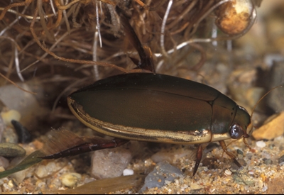 Water beetle Photo by Queensland Museum