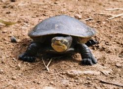 Freshwater turtle, Photo by Angela Reid