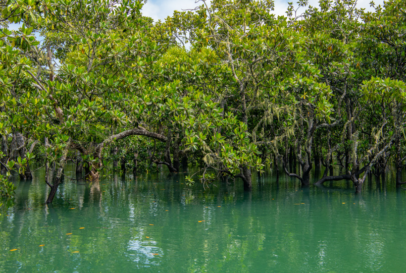 Mangroves on Poyungan Creek, K'gari. Photo by Gary Cranitch © Queensland Museum