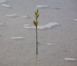 Young mangrove, Photo by DETSI